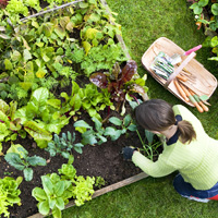 Garden Maintenance Harrow Weald