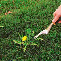 Weeding & Pruning Harrow Weald